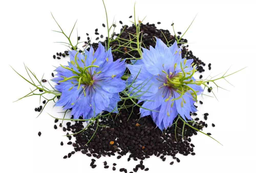 Nigelle antioxydant